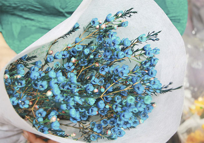 những loài hoa màu xanh - hoa thanh liễu