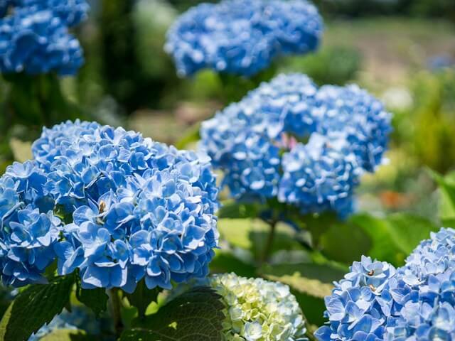 Ý nghĩa của các loài hoa màu xanh dương hình 2