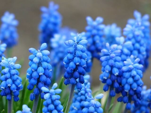 Ý nghĩa của các loài hoa màu xanh dương