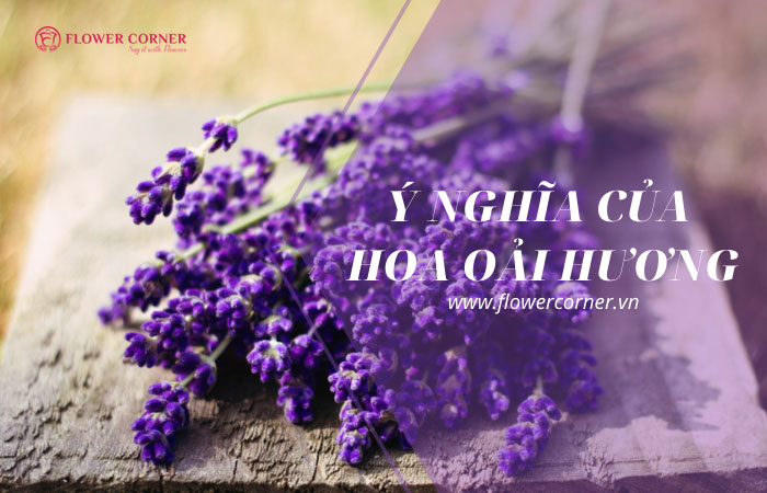 Ý nghĩa của hoa oải hương: Thảo dược của tình yêu - flower ...