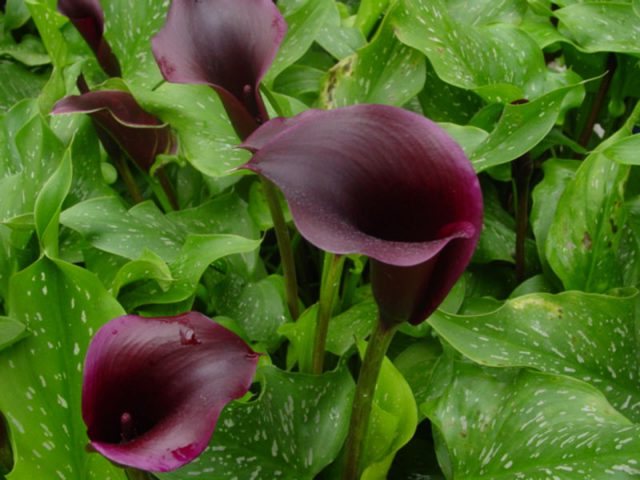 Các loài hoa màu tím đẹp trong tự nhiên hoa calla lily