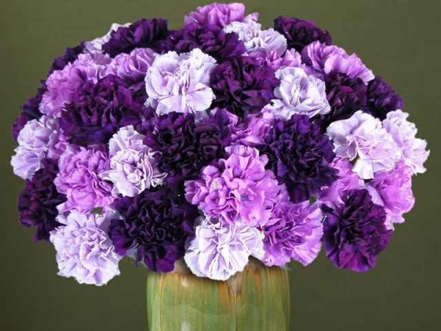 Các loài hoa màu tím đẹp trong tự nhiên hoa cẩm chướng tím