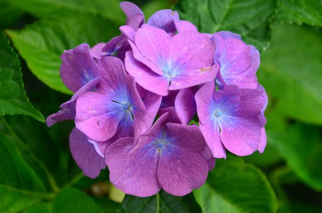 Các loài hoa màu tím đẹp trong tự nhiên hoa cẩm tú cầu tím