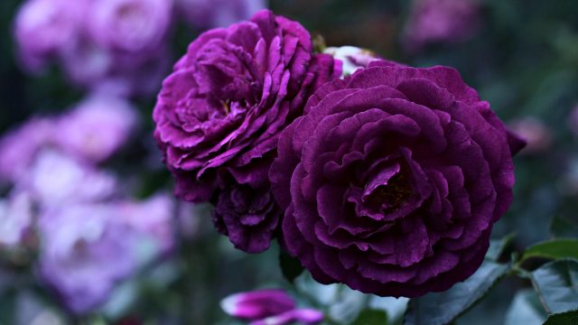 Các loài hoa màu tím đẹp trong tự nhiên hoa hồng tím