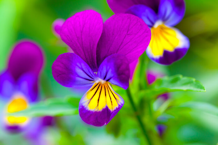 Các loài hoa màu tím đẹp trong tự nhiên hoa pansy
