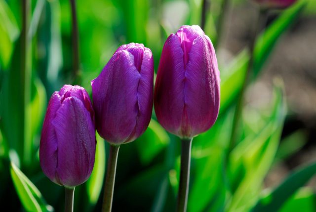 Các loài hoa màu tím đẹp trong tự nhiên hoa tulip