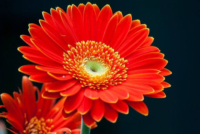 Top 5 loài hoa mang lại may mắn