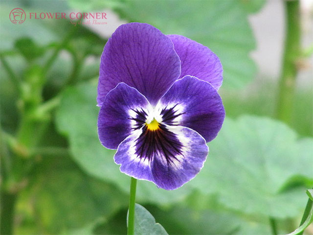 12 loài hoa đại diện cho tháng sinh - hoa violet