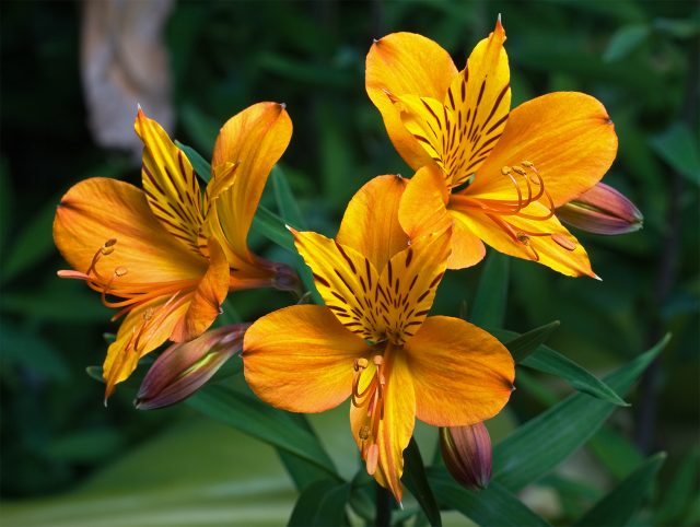 Hoa Lily Peru thường được dành tặng cho bạn thân