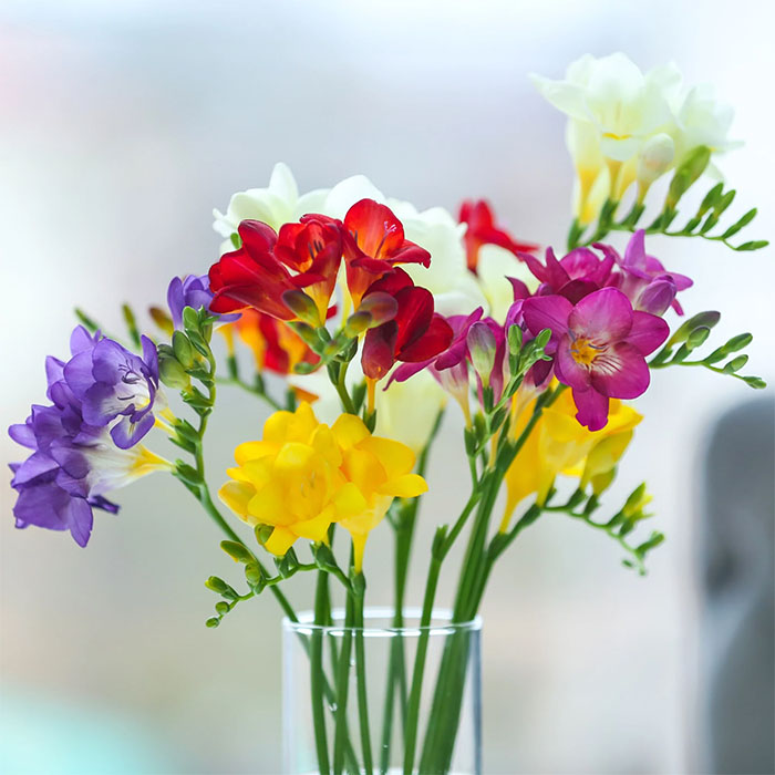 10 loài hoa tượng trưng cho tình bạn - lan nam phi