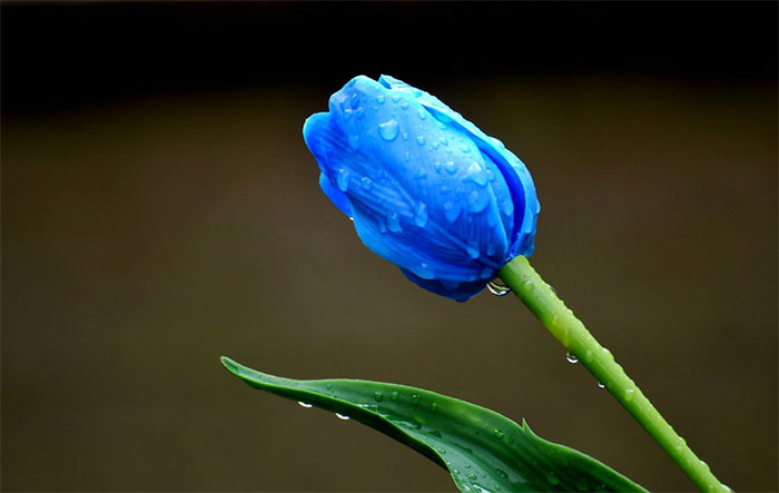 hoa tượng trưng cho tình bạn vĩnh cửu - hoa tulip xanh