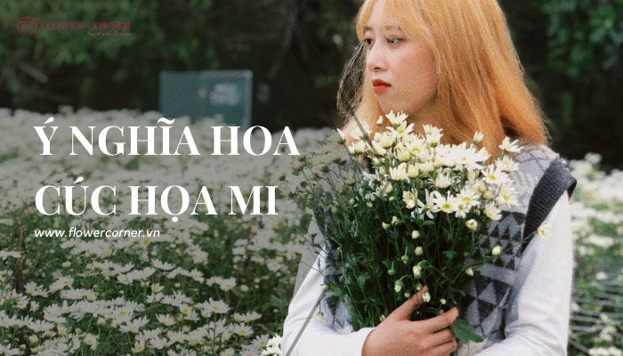 ý nghĩa hoa cúc họa mi