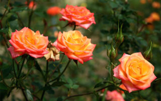 ý nghĩa của hoa hồng cam