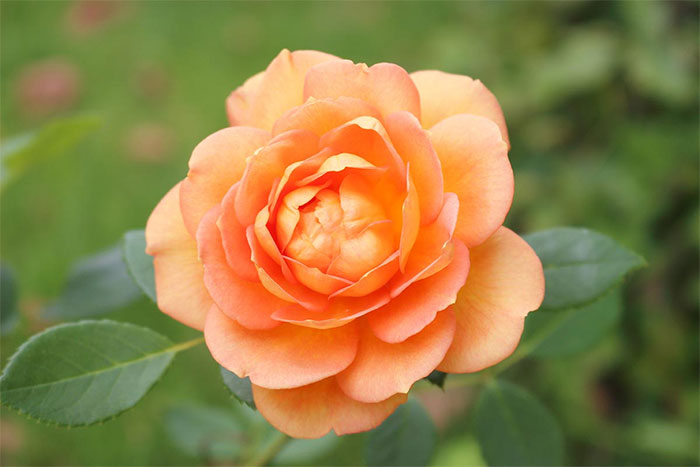 ý nghĩa của hoa hồng cam trong cuộc sống
