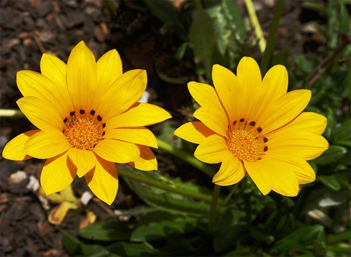 các loài hoa màu vàng đẹp nhất - hoa cúc châu Mỹ
