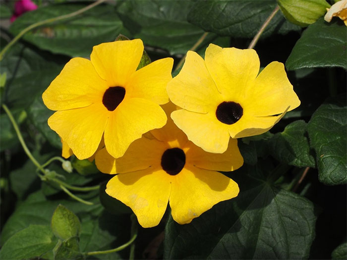 các loài hoa màu vàng đẹp nhất - hoa cúc mắt huyền
