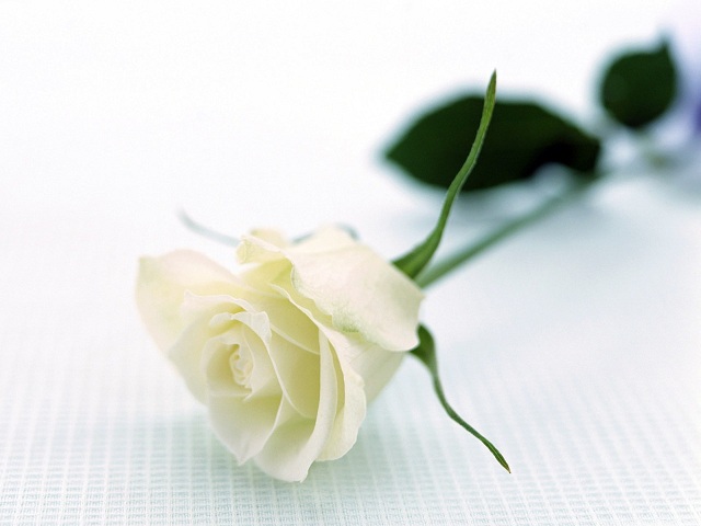hoa hồng trắng đám tang