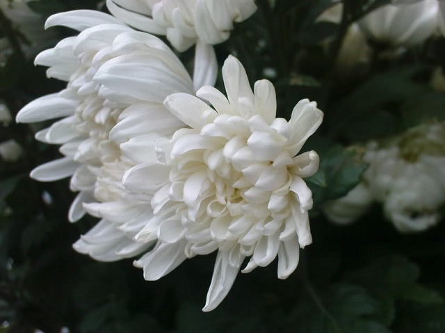 Các loại hoa thường được dùng trong các đám tang