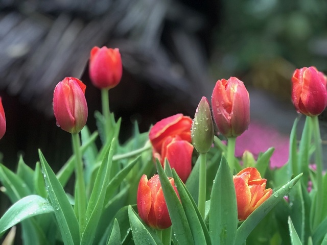 hoa sinh nhật tháng 12 - hoa tulip