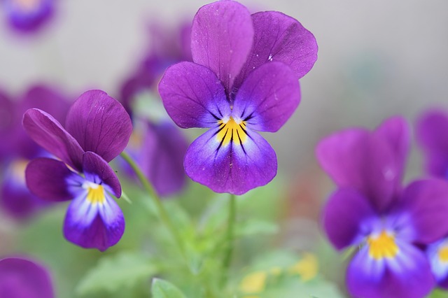 hoa sinh nhật tháng 2 - hoa violet