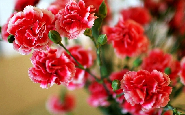 Hoa sinh nhật tháng 1 - hoa cẩm chướng