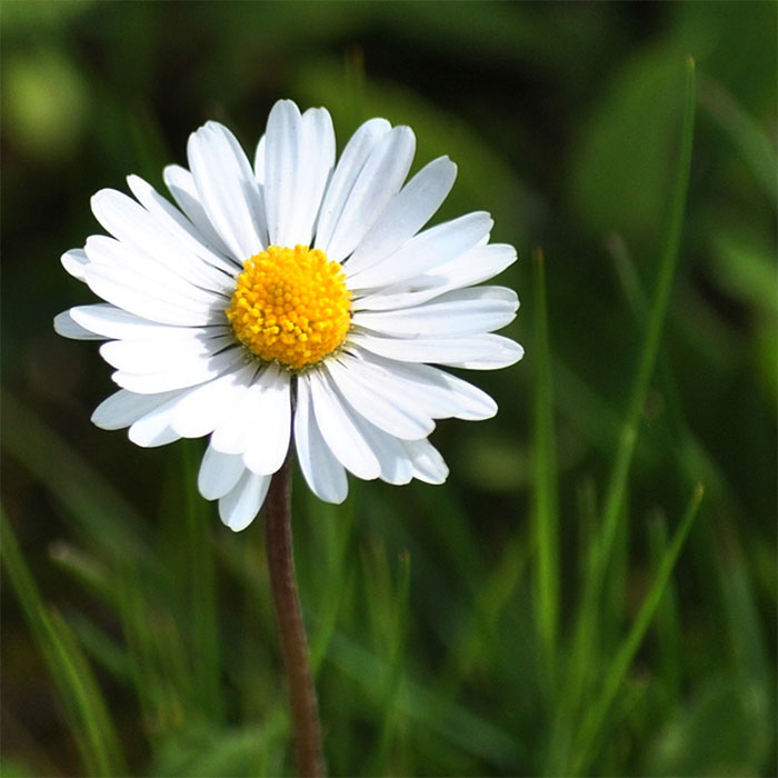 các loài hoa cúc trắng nhỏ - hoa cúc chi