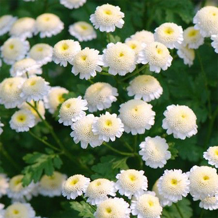 các loài hoa cúc trắng đám tang - hoa cúc mini
