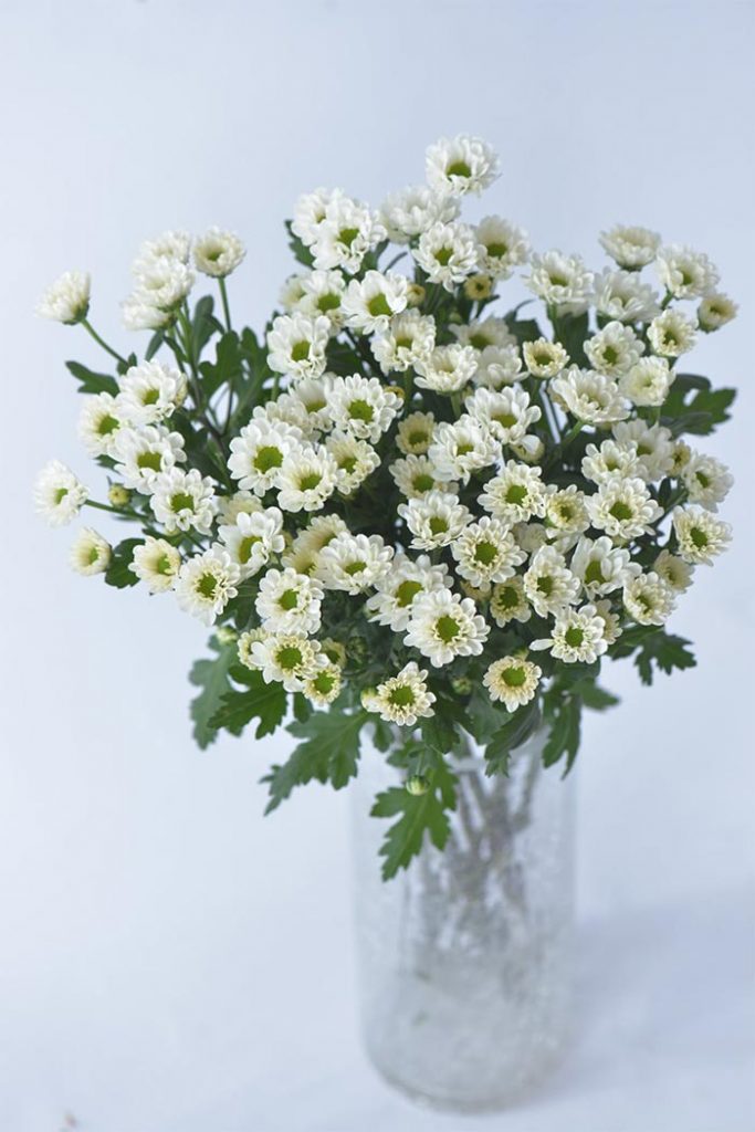 các loài hoa cúc trắng đám tang - hoa cúc rossy