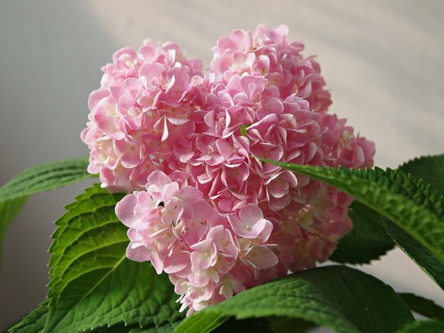 hoa cẩm tú cầu tượng trưng cho tình yêu chân thành