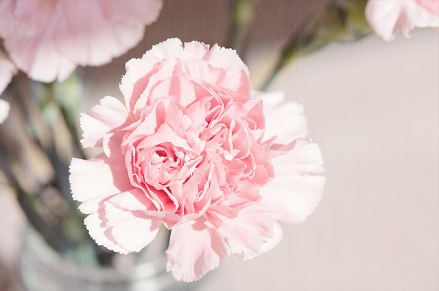 hoa cẩm chướng tượng trưng cho sự hi sinh trong tình yêu