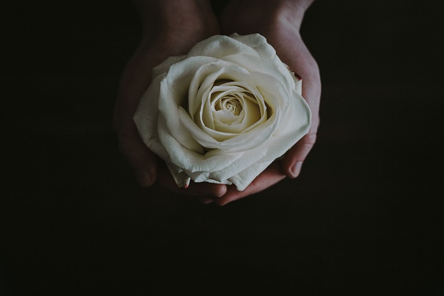 ý nghĩa của hoa hồng trắng đám tang