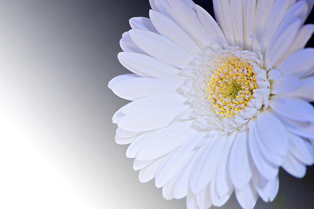 hoa cúc trắng trong đám tang có ý nghĩa gì