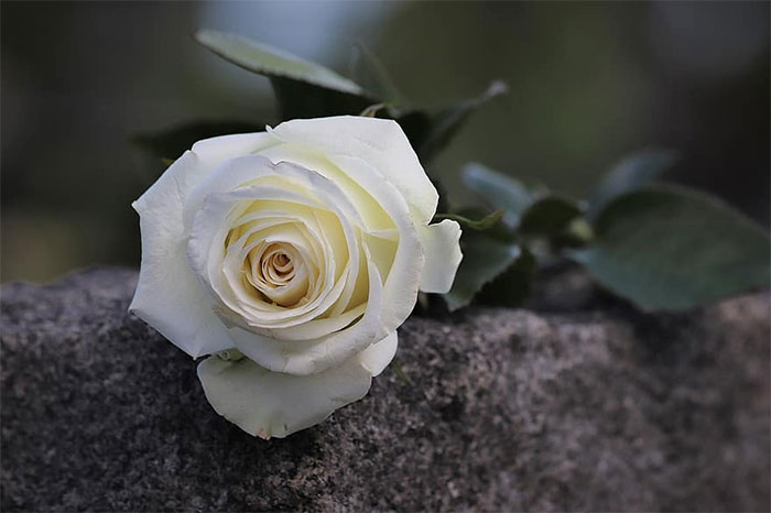 ý nghĩa hoa hồng trắng đám tang - hình ảnh 2