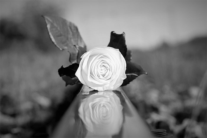 ý nghĩa của hoa hồng trắng trong đám tang