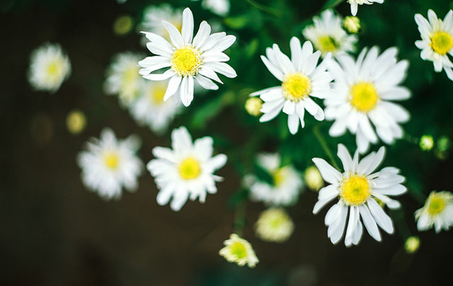 ý nghĩa của hoa cúc trắng trong tình yêu 2