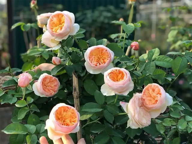 ý nghĩa của hoa hồng - hoa hồng juliet