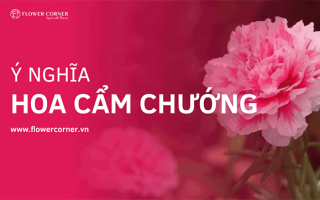 ý nghĩa hoa cẩm chướng
