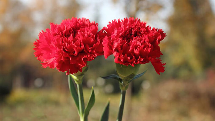 ý nghĩa hoa cẩm chướng trong tình yêu