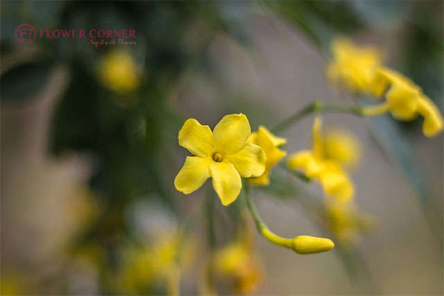 ý nghĩa hoa nhài màu vàng
