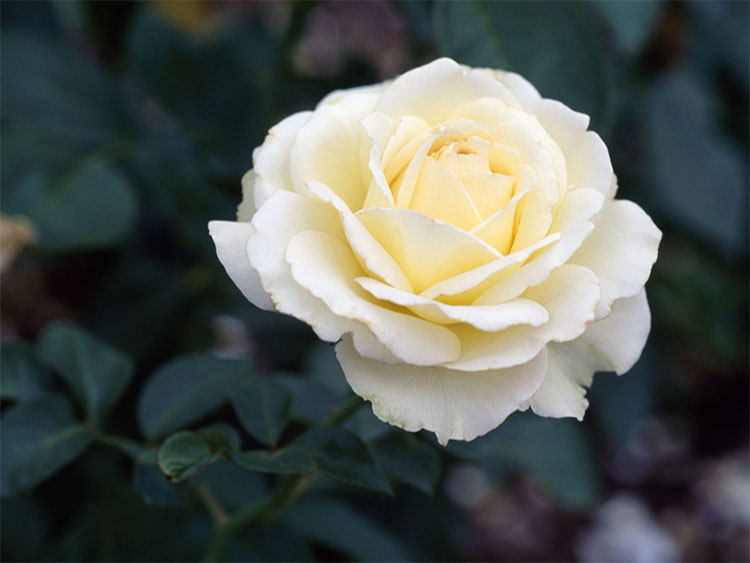 ý nghĩa của hoa hồng trắng