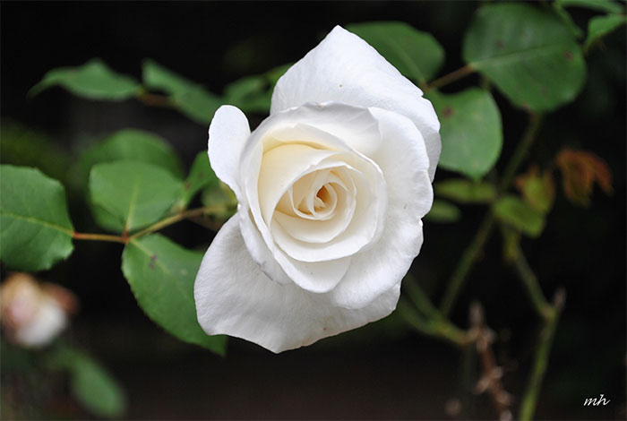 ý nghĩa của hoa hồng trắng - hình ảnh 1