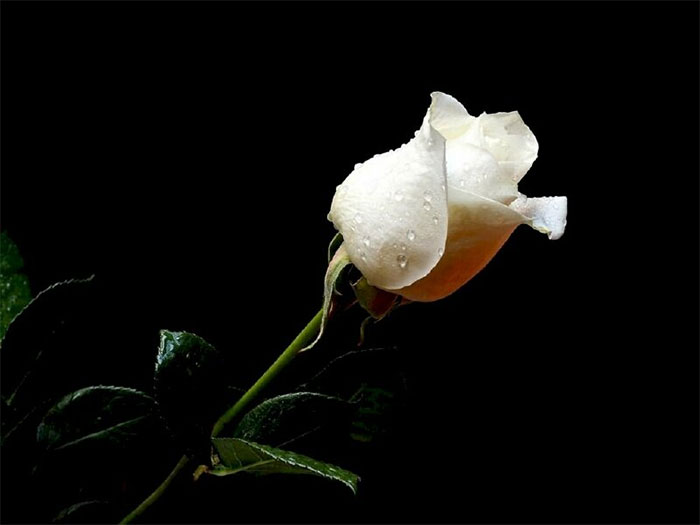 ý nghĩa hoa hồng trắng nền đen