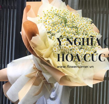 ý nghĩa của hoa cúc tana