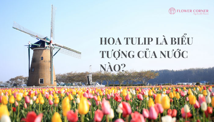 hoa Tulip là biểu tượng của nước nào