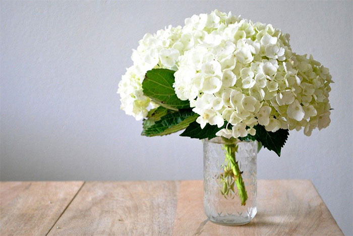 các loài hoa màu trắng - hoa cẩm tú cầu trắng
