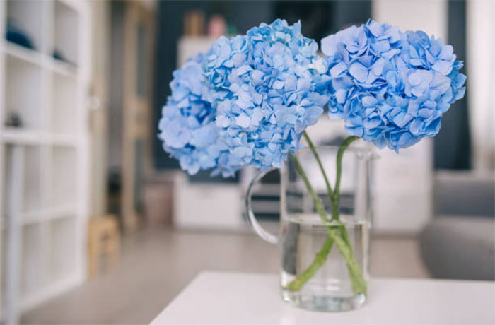 Ý nghĩa của hoa cẩm tú cầu xanh