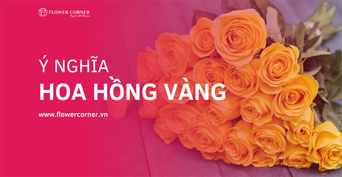 ý nghĩa của hoa hồng vàng