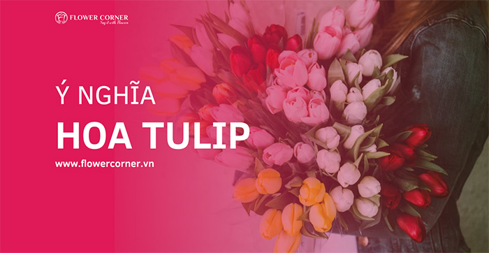 Ý nghĩa của hoa Tulip theo màu sắc, số lượng và trong tình yêu