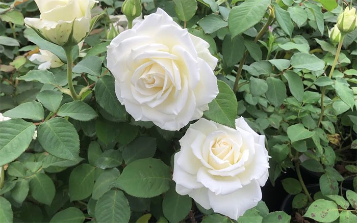 các loài hoa màu trắng - hoa hồng trắng