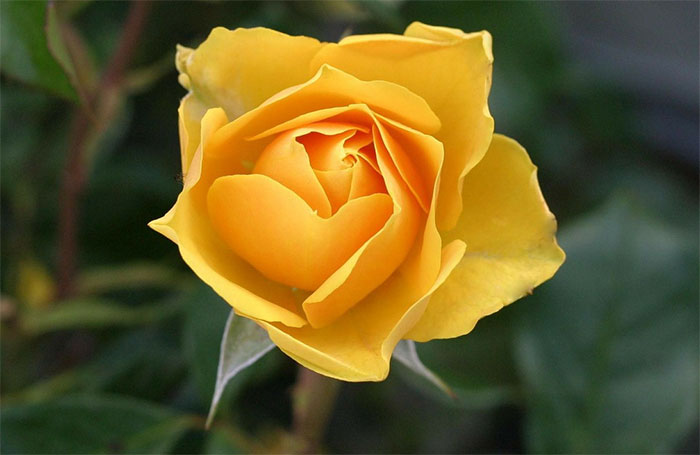 các loài hoa màu vàng đẹp - hoa hồng vàng